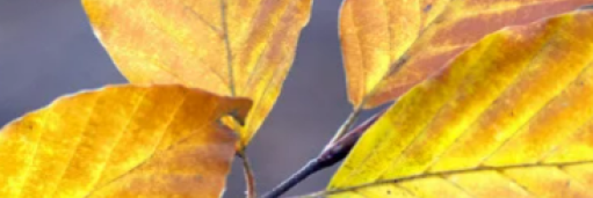 Seasons of the Spirit